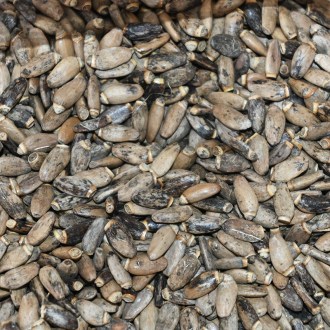 Máriatövis (magok / méhlegelő) - 0,5 kg