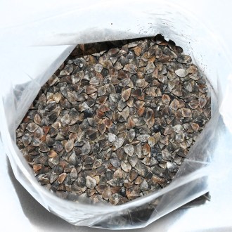 Pohánka (vetőmag / méhlegelő) - 0,5 kg
