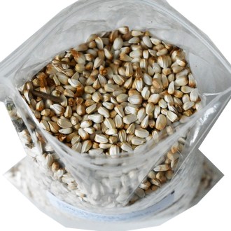 Sáfrányos szeklice (vetőmag / méhlegelő) - 0,5 kg